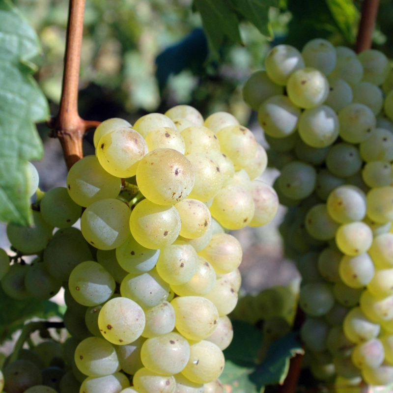 Riesling grape scaled