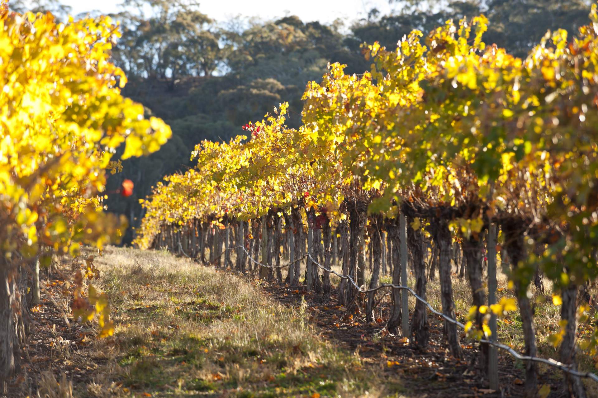 Colourful vines