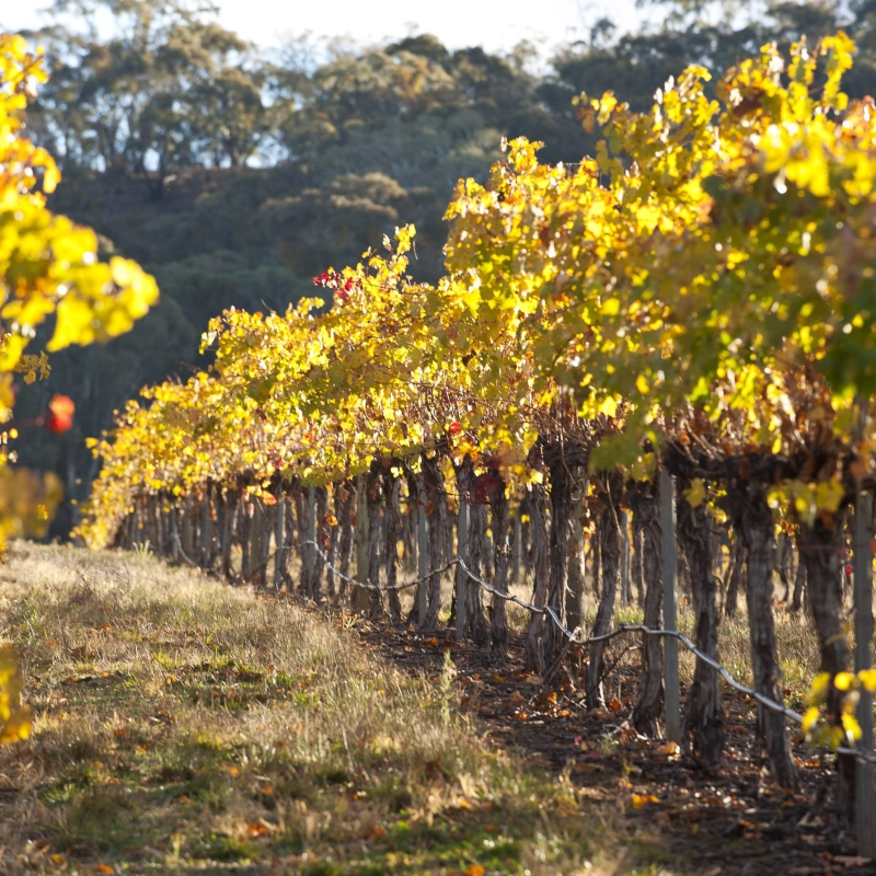 Colourful vines