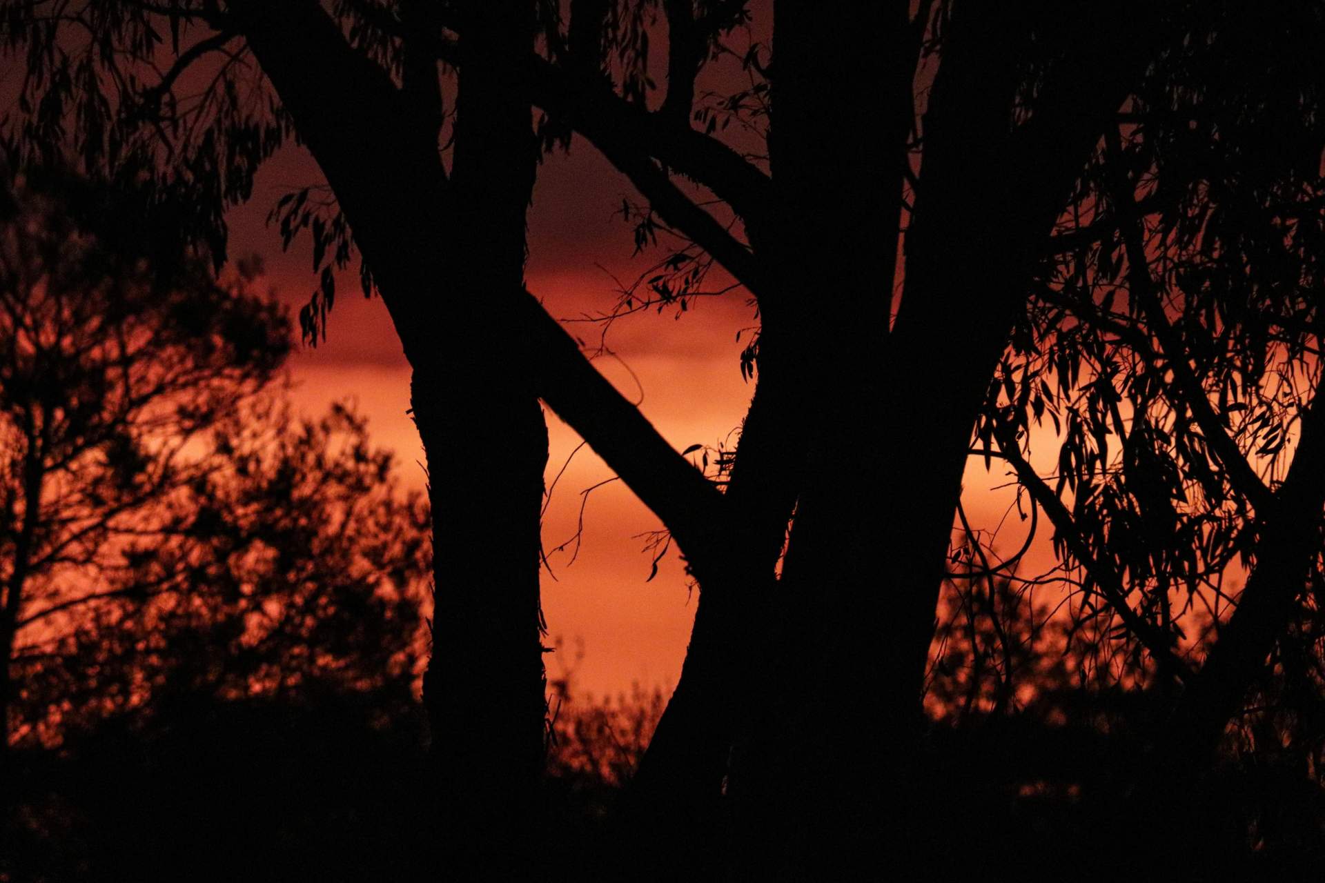 Bushfire