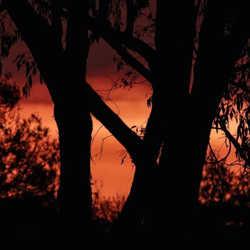 Bushfire