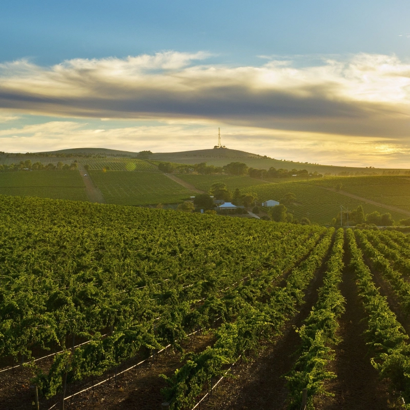 Clare Valley Big Sky South Australian Tourism Commission
