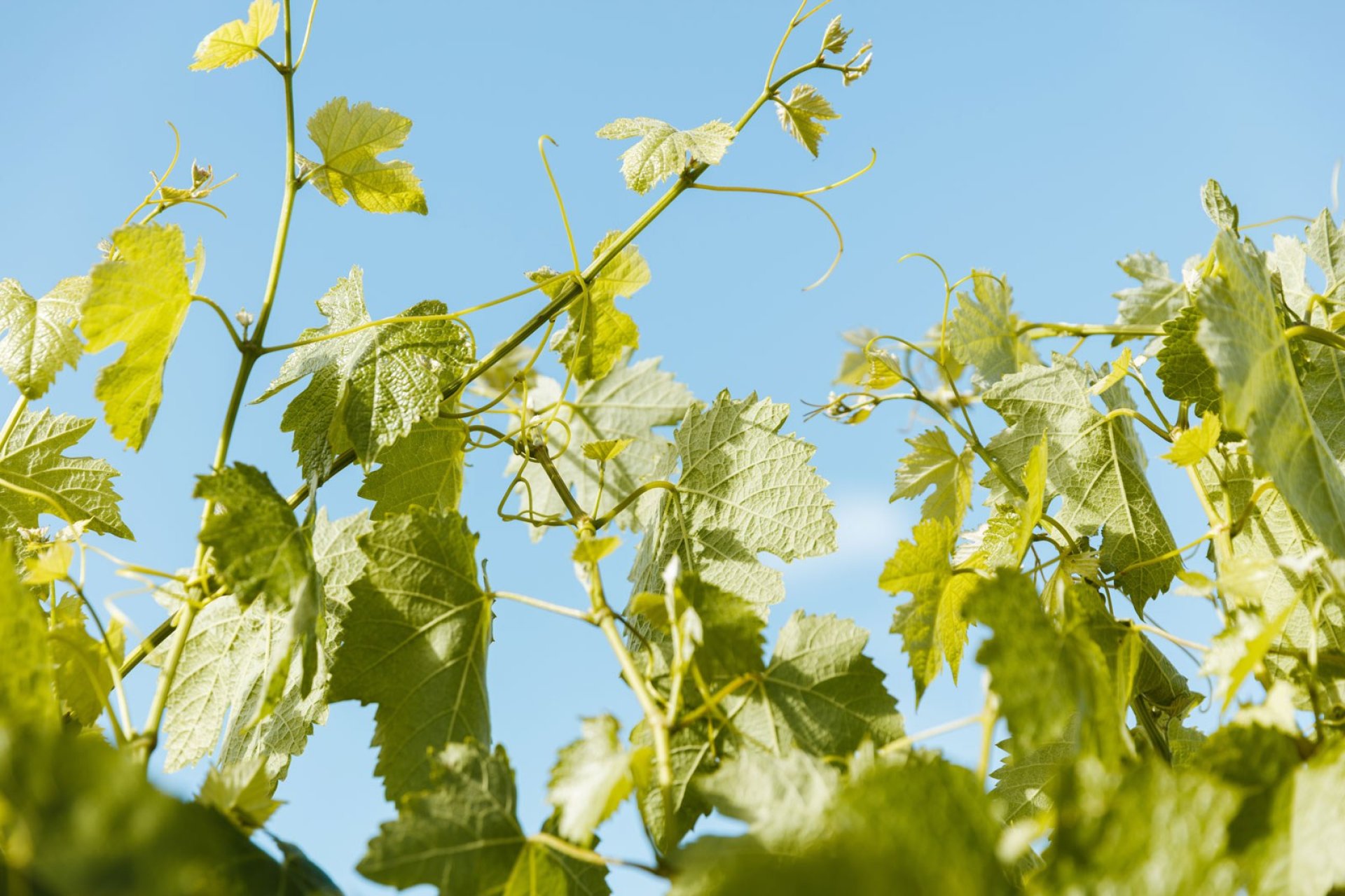 CVWGA Penna Lane19811