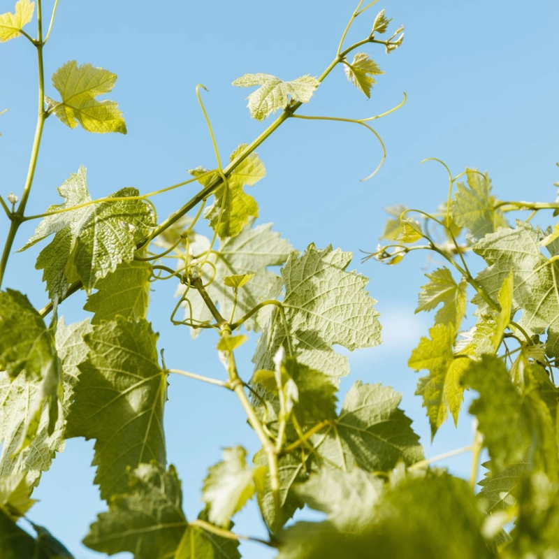 CVWGA Penna Lane19811